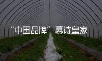 快排公司十年历程，霸屏兔 seo 的崛起与坚守
