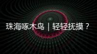 珠海啄木鸟｜轻轻抚摸？肢体接触？零容忍！勇敢向职场性骚扰说“不”
！