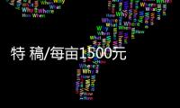特 稿/每亩1500元收购
：谁在高价割青麦转饲料？