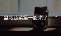 盆栽蔬菜第一股来了
，“阳台种菜”治好了当代人的精神内耗？