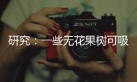 研究：一些无花果树可吸收并“石封”大气中二氧化碳