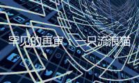 罕见的再审：一只流浪猫与24万元赔偿