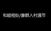 和睦相处/象群入村遇节庆 民众�：欢迎来做客