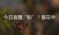今日宜圈“粉”！簪花中华白海豚亮相