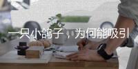 一只小鸽子�	，为何能吸引14家知名媒体集中探访
？