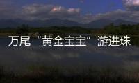 万尾“黄金宝宝”游进珠海！明年或将实现本土繁育
