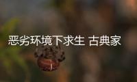 恶劣环境下求生 古典家具企业需要品牌、定位和创新