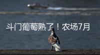 斗门葡萄熟了�！农场7月底开放采摘，大量黑夏、阳光玫瑰摘到8月！