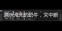 洪水淹死的奶牛�，灾中断裂的生计