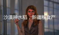 沙漠种水稻，新疆粮食产量赶超江西辽宁	，背后是一场惊天巨变