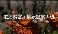 港澳游客采摘乐趣多！珠海盐碱地里水果喜迎丰收