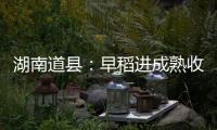 湖南道县：早稻进成熟收割季