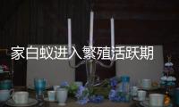 家白蚁进入繁殖活跃期 ，这些预防灭杀建议请收好→