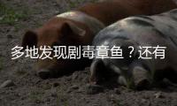 多地发现剧毒章鱼	？还有人把它当宠物养
