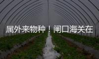 属外来物种！闸口海关在拱北口岸截获72只活体蟹