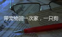 带宠物回一次家
	，一只狗要比一只猫多花多少钱？｜春节账单④
