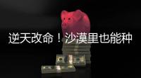 逆天改命！沙漠里也能种出“吨粮田”