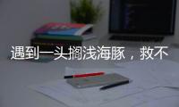 遇到一头搁浅海豚，救不救，怎么救
	？丨世界海豚日
