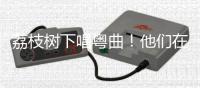 荔枝树下唱粤曲
！他们在斗门为荔枝代言