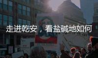 走进乾安
，看盐碱地如何被炼成“肥田”