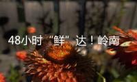 48小时“鲜”达�！岭南荔枝香飘迪拜
