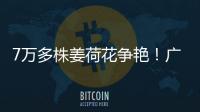 7万多株姜荷花争艳
！广州白云第三届姜荷花文化节本周五开幕