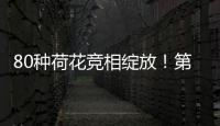 80种荷花竞相绽放�
！第三届横琴荷花节启幕