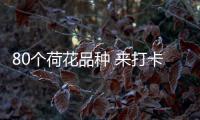 80个荷花品种 来打卡夏日花界顶流！第三届横琴荷花节开幕
