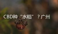 CBD种“水稻”？广州珠江新城这座大厦引发网友好奇围观