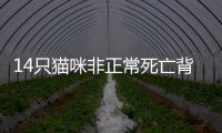 14只猫咪非正常死亡背后，警惕“踢猫效应”
