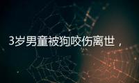 3岁男童被狗咬伤离世
，城市流浪狗怎么管