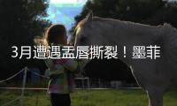 快排公司十年历程，霸屏兔 seo 的崛起与坚守