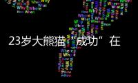 23岁大熊猫“成功”在兽舍内离世，系熊猫“花花”之母